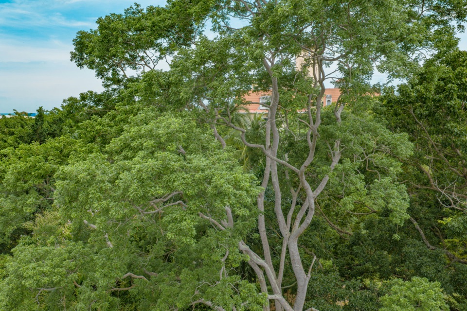 Un árbol alto de tronco claro y ramas abiertas sobre el bosque, con un techo rojo y la bahía al fondo
