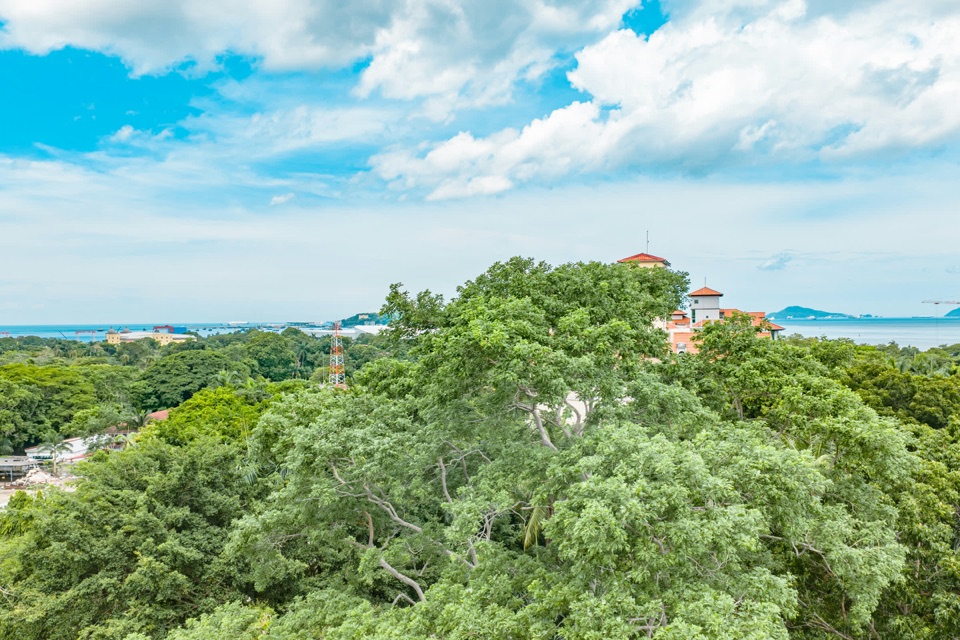 La copa redonda de un gran árbol con la bahía, una isla y techos rojos detrás