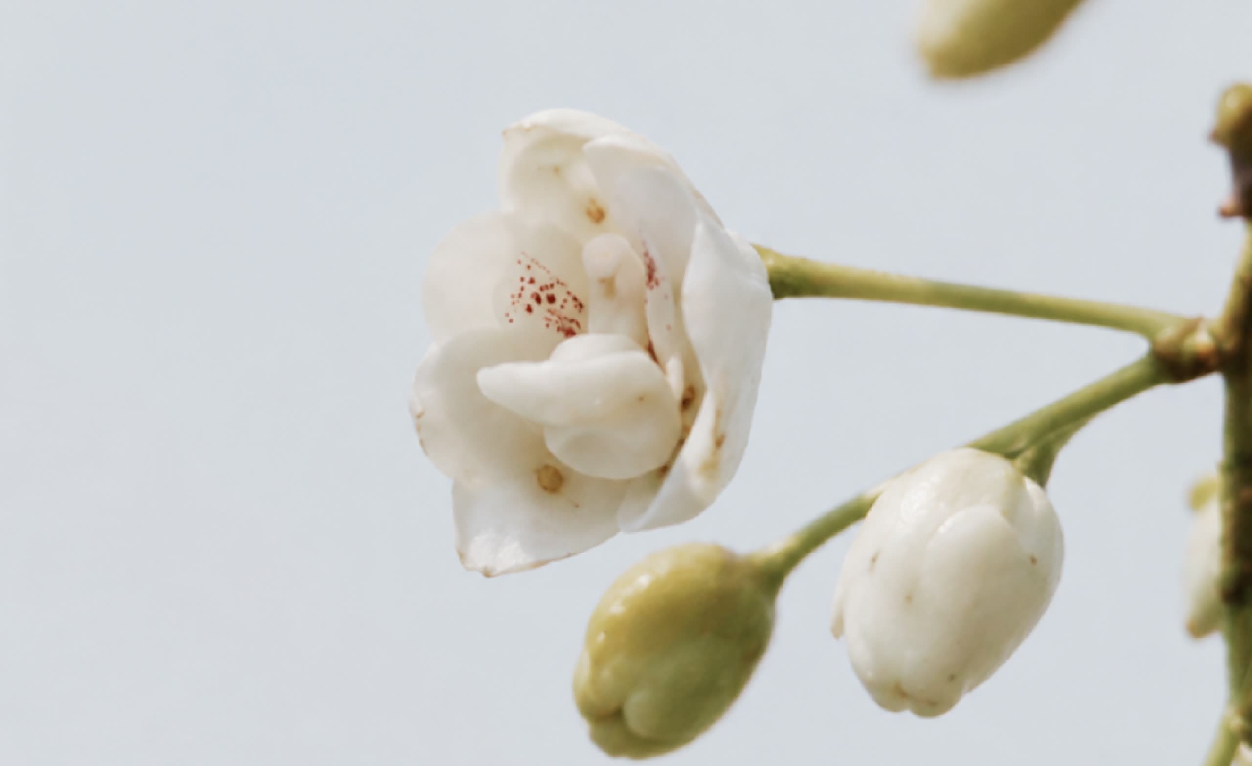 Flor blanca y dos capullos sobre un cielo gris azulado