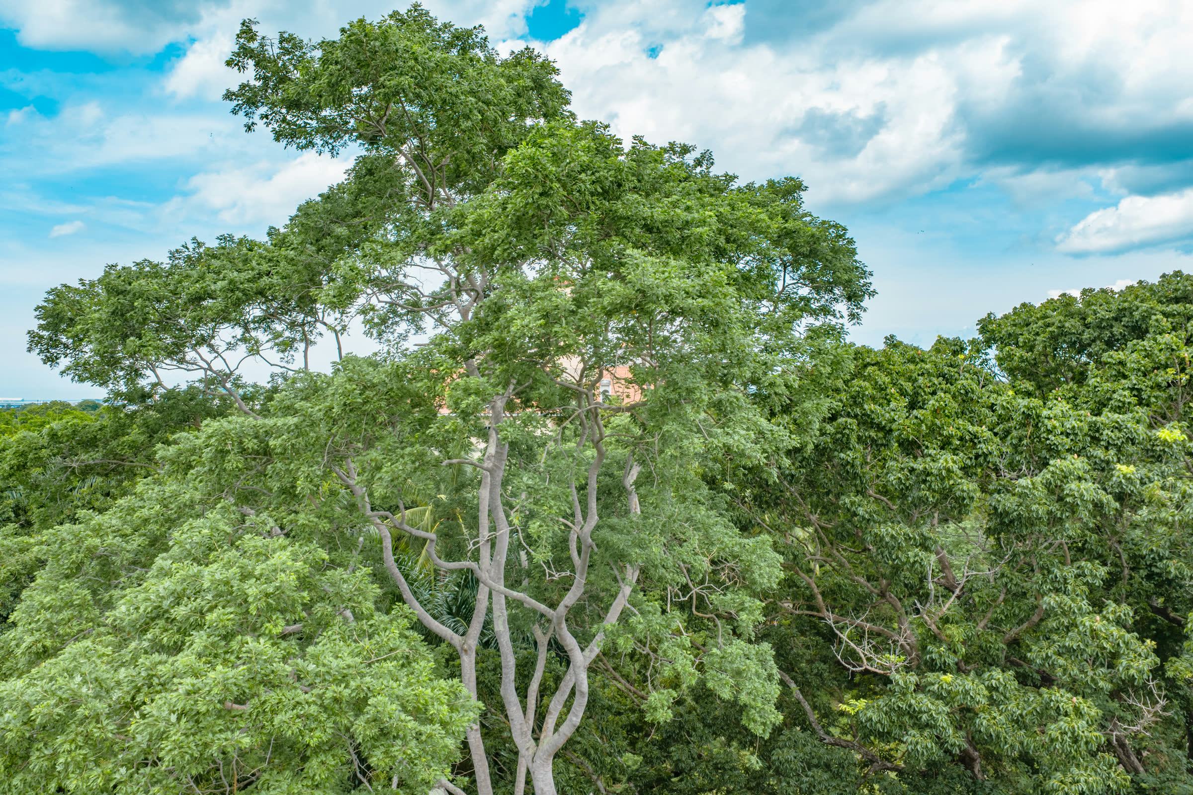 Árbol alto de tronco claro múltiple que sobresale del dosel contra nubes blancas