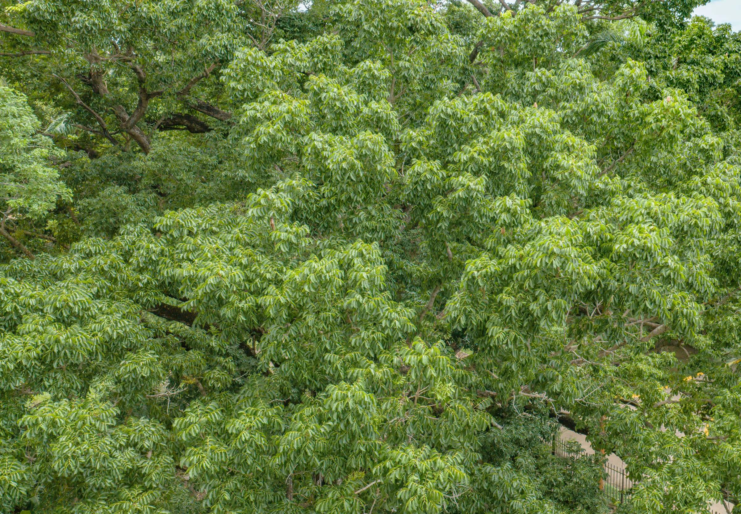 Copa de un árbol vista desde arriba: hojas verde claro que llenan el cuadro